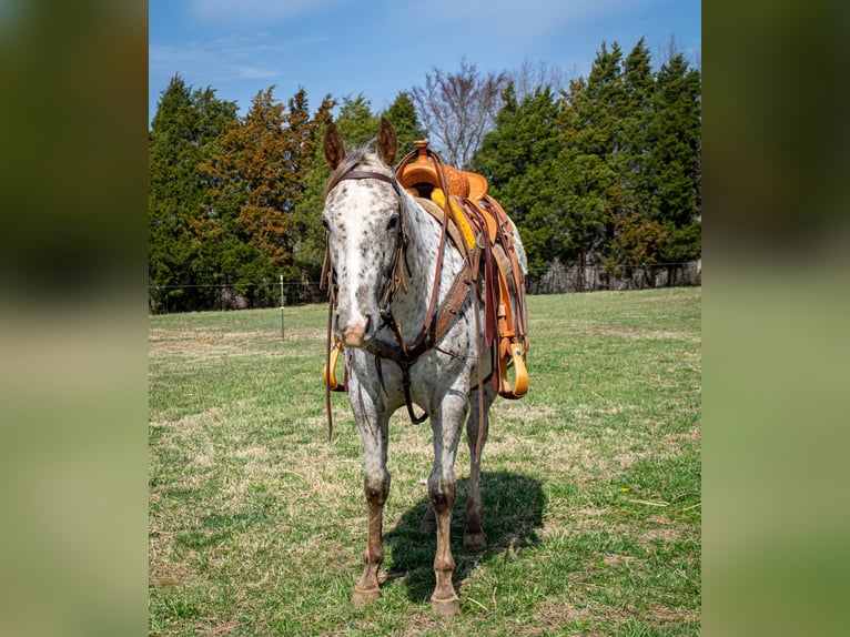 Appaloosa Merrie 3 Jaar 145 cm Donkere-vos in Greenville Ky