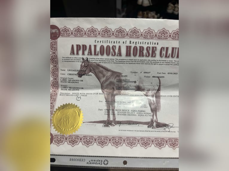 Appaloosa Merrie 3 Jaar 145 cm Donkere-vos in Greenville Ky