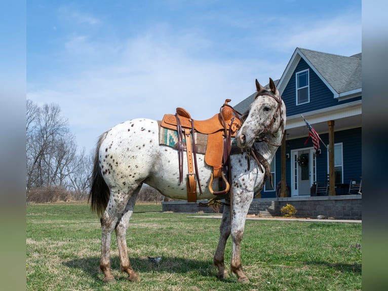 Appaloosa Merrie 3 Jaar 145 cm Donkere-vos in Greenville Ky