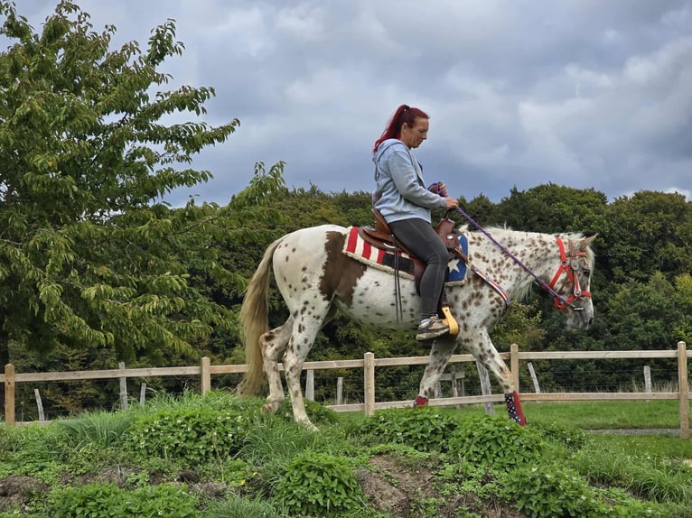 Appaloosa Mix Merrie 3 Jaar 150 cm Appaloosa in Linkenbach