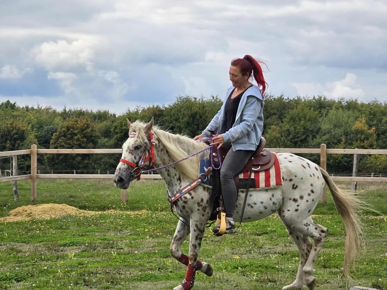 Appaloosa Mix Merrie 3 Jaar 150 cm Appaloosa in Linkenbach