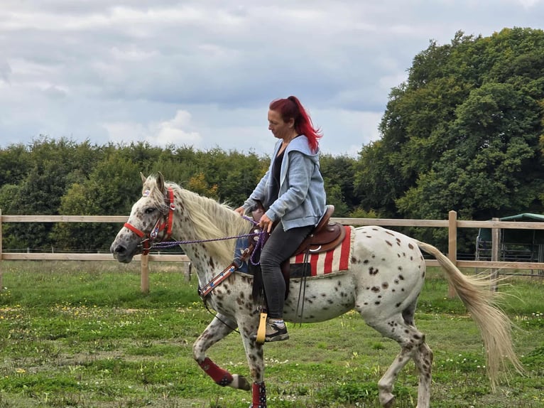 Appaloosa Mix Merrie 3 Jaar 150 cm Appaloosa in Linkenbach