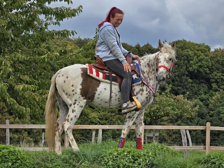 Appaloosa Mix Merrie 3 Jaar 150 cm Appaloosa in Linkenbach