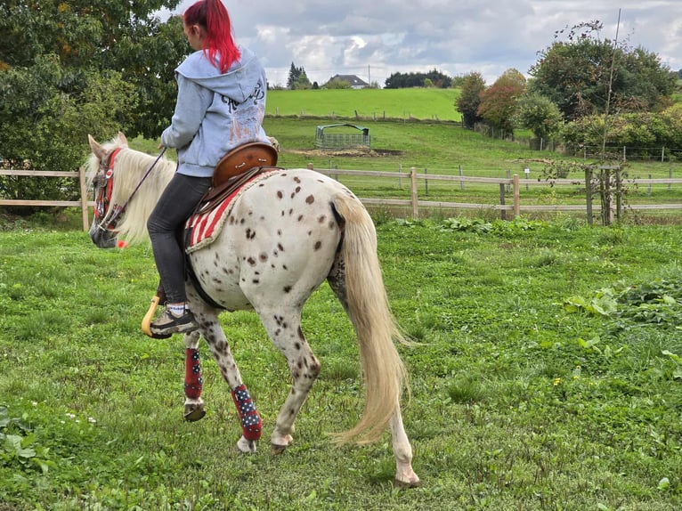 Appaloosa Mix Merrie 3 Jaar 150 cm Appaloosa in Linkenbach