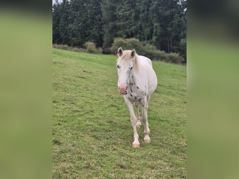 Appaloosa Merrie 3 Jaar 150 cm Appaloosa in Blankenheim