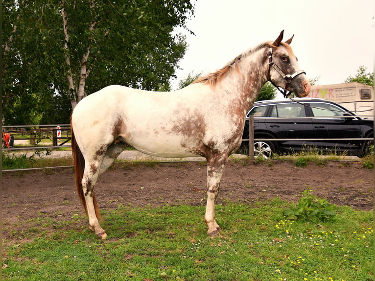 Appaloosa Merrie 3 Jaar 151 cm Appaloosa in Brielle