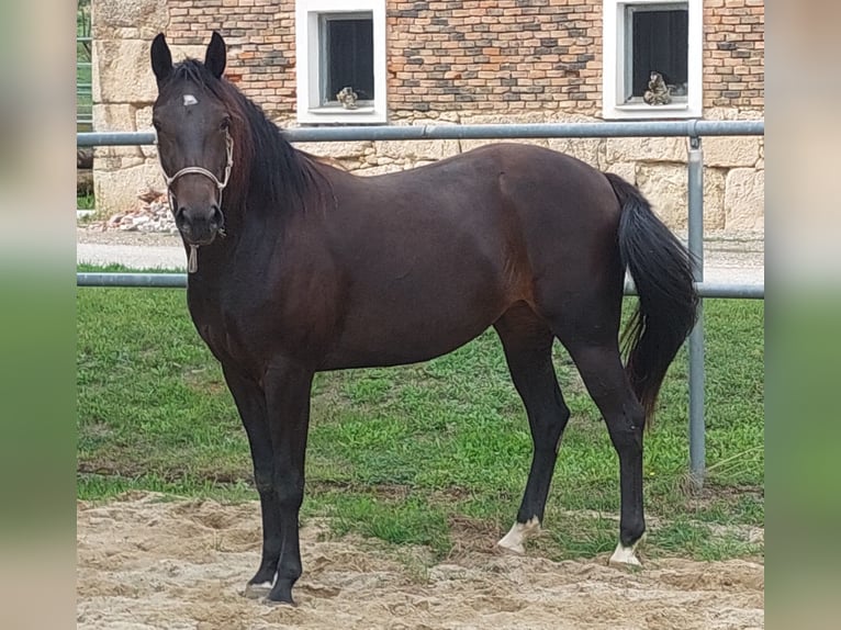 Appaloosa Merrie 3 Jaar 153 cm Donkerbruin in Weißkirchen