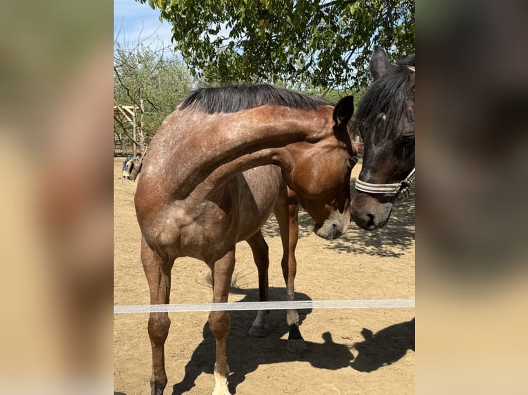 Appaloosa Mix Merrie 3 Jaar 153 cm Roan-Bay in Rechnitz