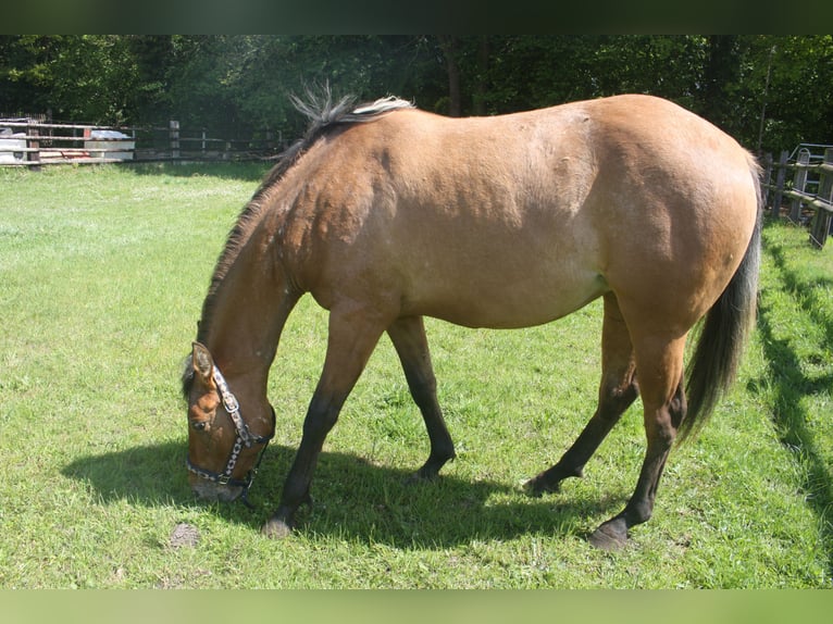 Appaloosa Merrie 3 Jaar 155 cm Falbe in Gnarrenburg