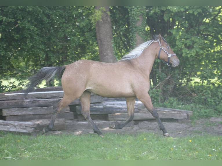 Appaloosa Merrie 3 Jaar 155 cm Falbe in Gnarrenburg
