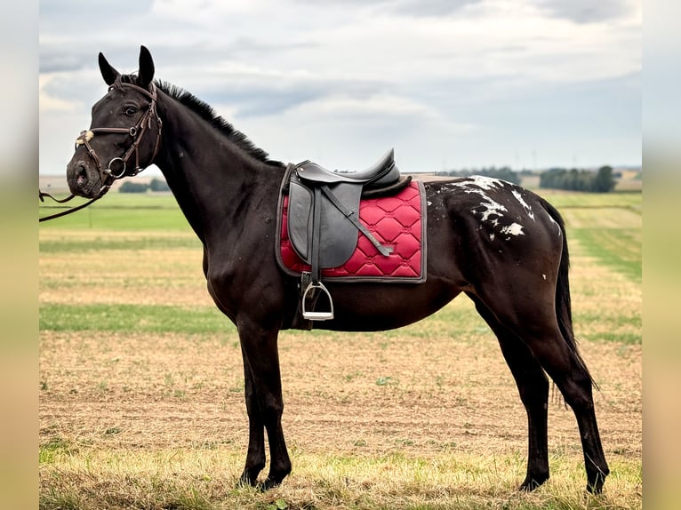 Appaloosa Merrie 3 Jaar 155 cm Zwart in Wülperode