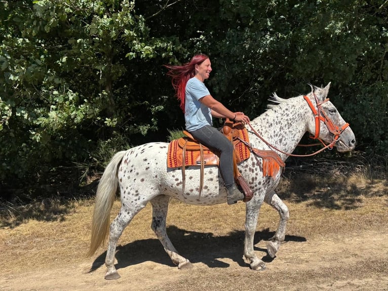 Appaloosa Mix Merrie 3 Jaar 156 cm Appaloosa in Linkenbach