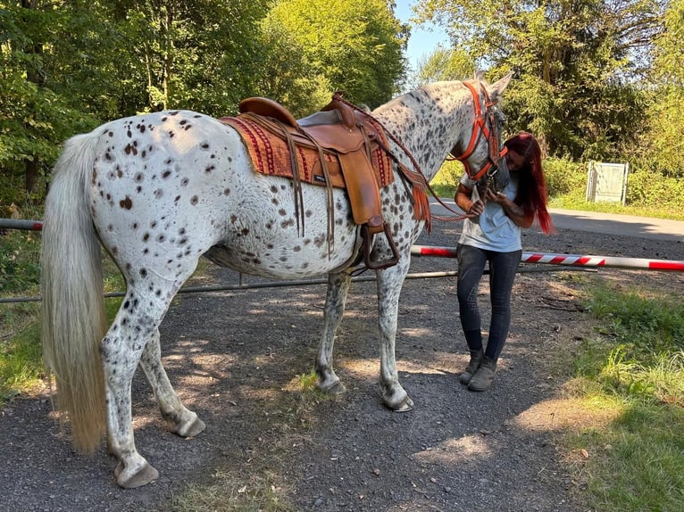 Appaloosa Mix Merrie 3 Jaar 156 cm Appaloosa in Linkenbach