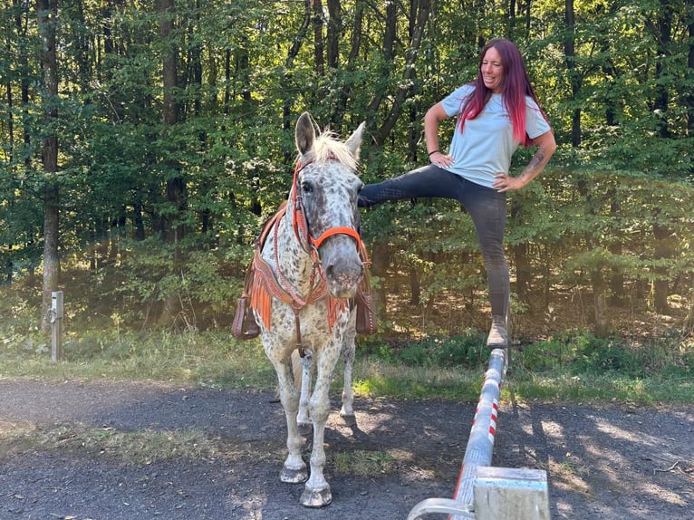 Appaloosa Mix Merrie 3 Jaar 156 cm Appaloosa in Linkenbach