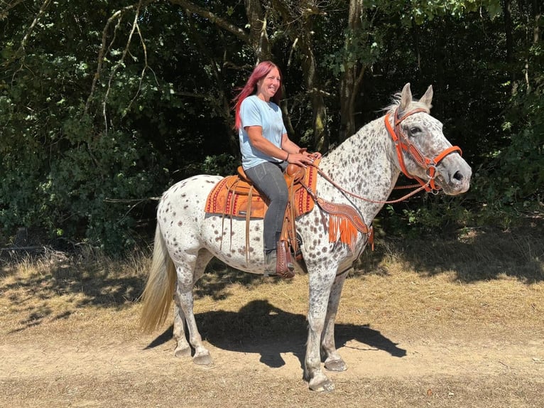 Appaloosa Mix Merrie 3 Jaar 156 cm Appaloosa in Linkenbach