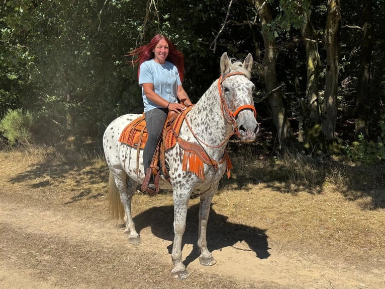 Appaloosa Mix Merrie 3 Jaar 156 cm Appaloosa in Linkenbach