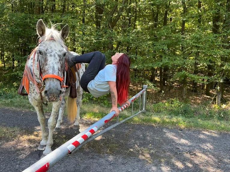 Appaloosa Mix Merrie 3 Jaar 156 cm Appaloosa in Linkenbach