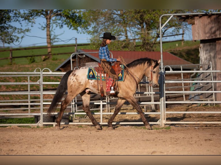 Appaloosa Merrie 3 Jaar Bruin in Berga-W&#xFC;nschendorf