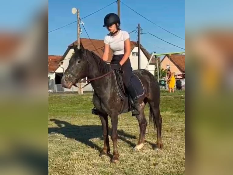 Appaloosa Mix Merrie 4 Jaar 138 cm Roodbruin in Békés