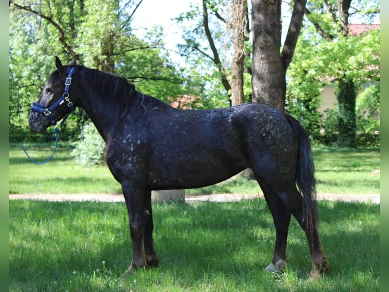 Appaloosa Mix Merrie 4 Jaar 138 cm Roodbruin in Békés