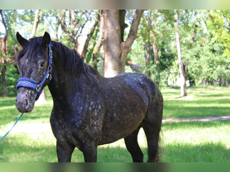 Appaloosa Mix Merrie 4 Jaar 138 cm Roodbruin in Békés