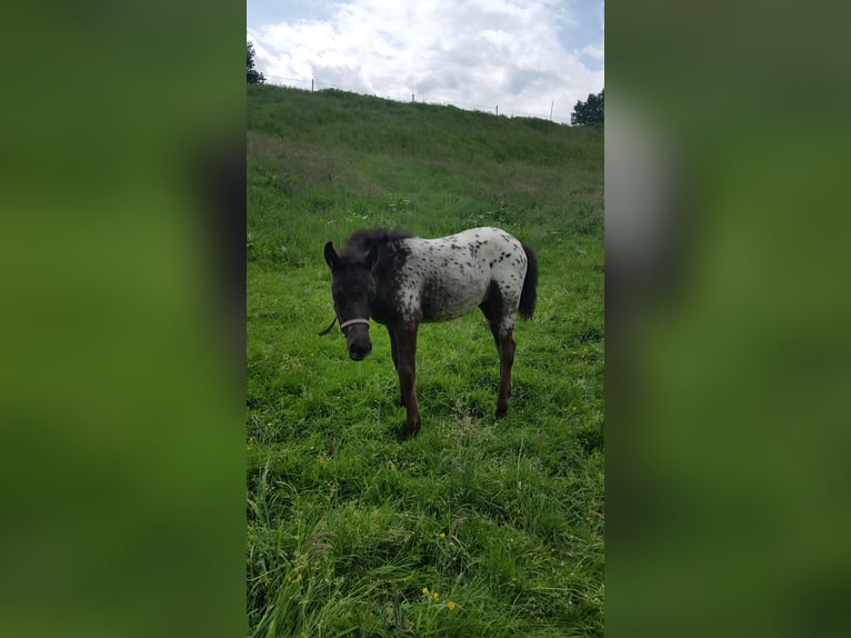 Appaloosa Mix Merrie 4 Jaar 143 cm Appaloosa in Georgsmarienhütte