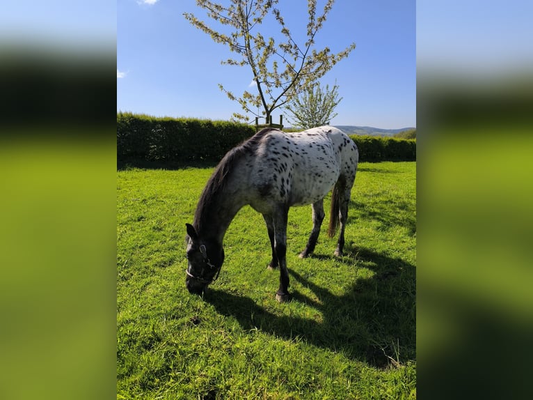 Appaloosa Mix Merrie 4 Jaar 143 cm Appaloosa in Georgsmarienhütte
