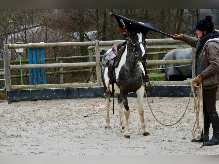 Appaloosa Mix Merrie 4 Jaar 145 cm Gevlekt-paard in Üxheim