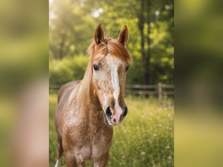 Appaloosa Mix Merrie 4 Jaar 145 cm  in Klagenfurt