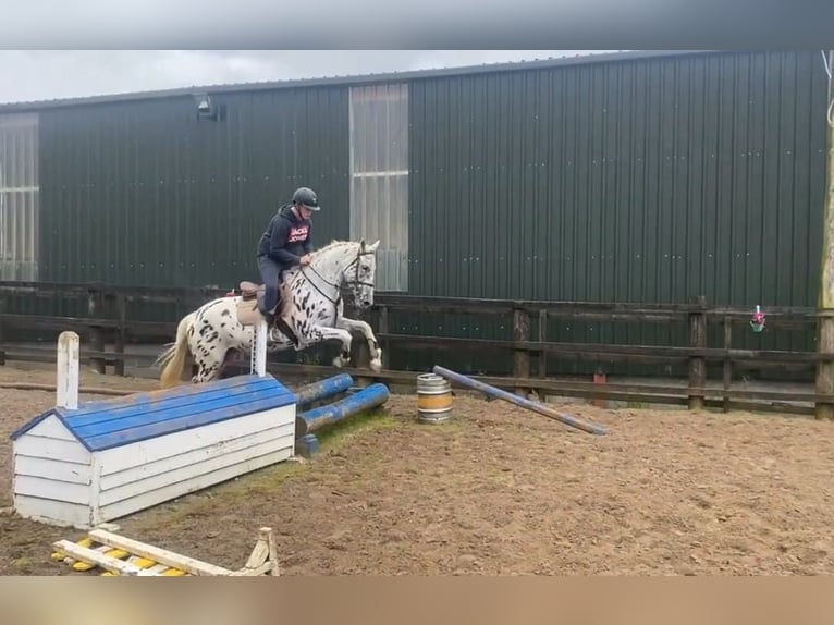 Appaloosa Merrie 4 Jaar 148 cm Appaloosa in Sligo