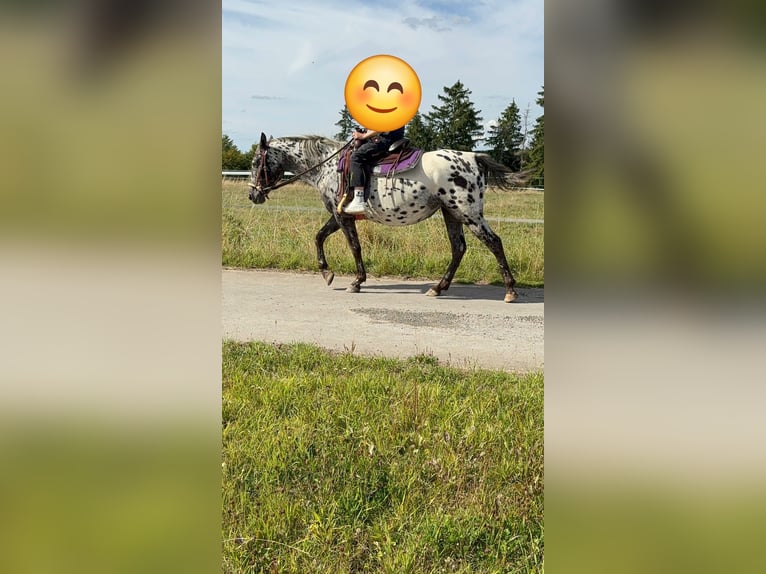 Appaloosa Merrie 4 Jaar 150 cm Appaloosa in Blankenheim