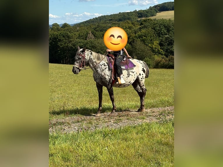 Appaloosa Merrie 4 Jaar 150 cm Appaloosa in Blankenheim