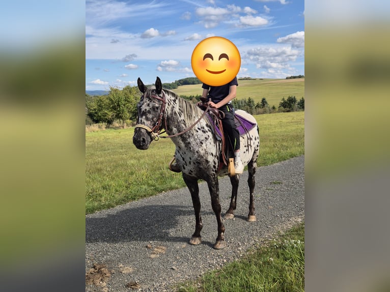 Appaloosa Merrie 4 Jaar 150 cm Appaloosa in Blankenheim