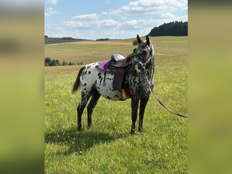 Appaloosa Merrie 4 Jaar 150 cm Appaloosa in Kotternborn