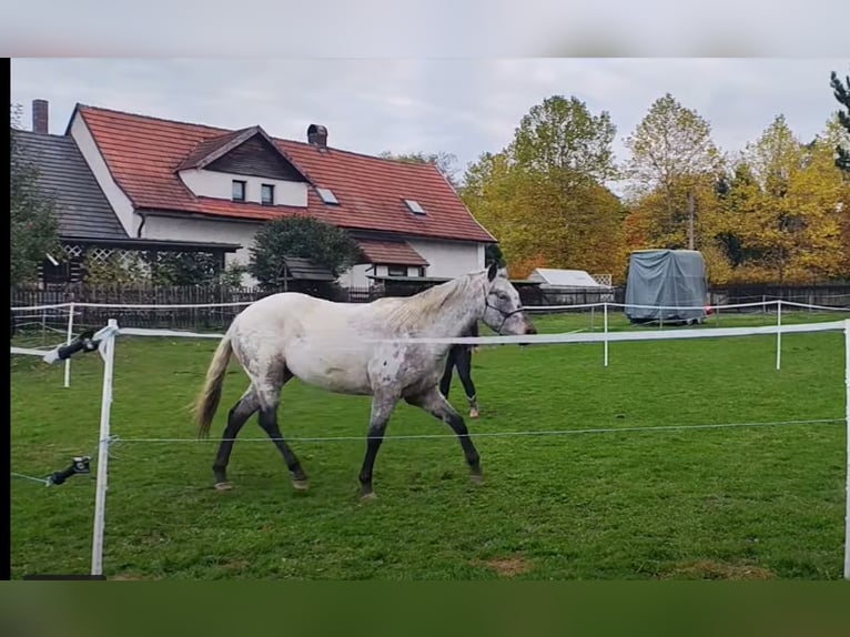 Appaloosa Merrie 4 Jaar 151 cm Roan-Bay in Eger