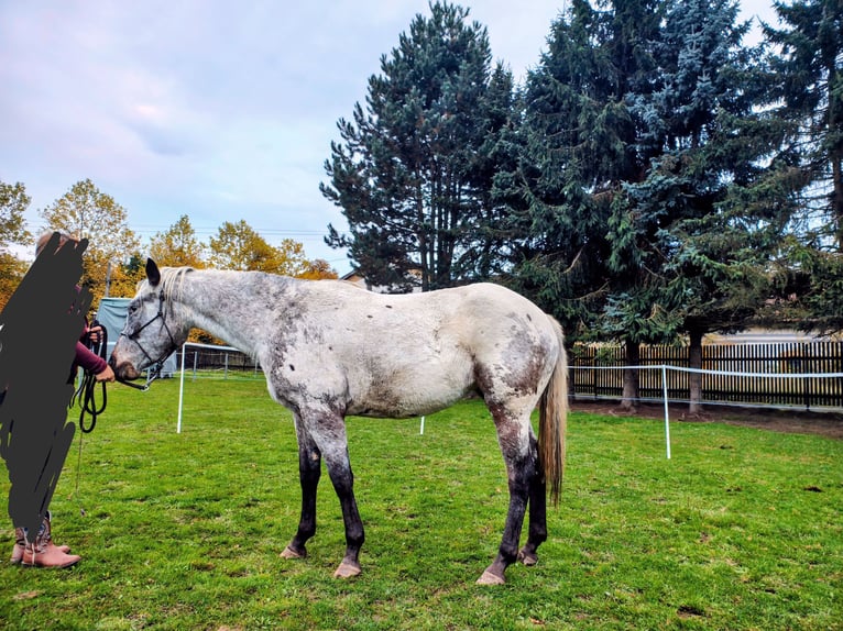 Appaloosa Merrie 4 Jaar 151 cm Roan-Bay in Eger