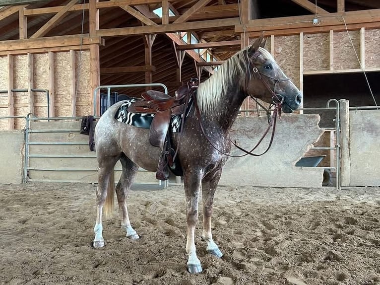 Appaloosa Merrie 4 Jaar 151 cm Vos in RechCassel