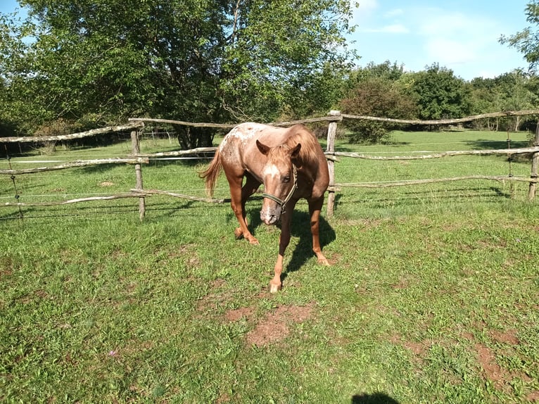 Appaloosa Merrie 4 Jaar 153 cm Donkere-vos in Komen