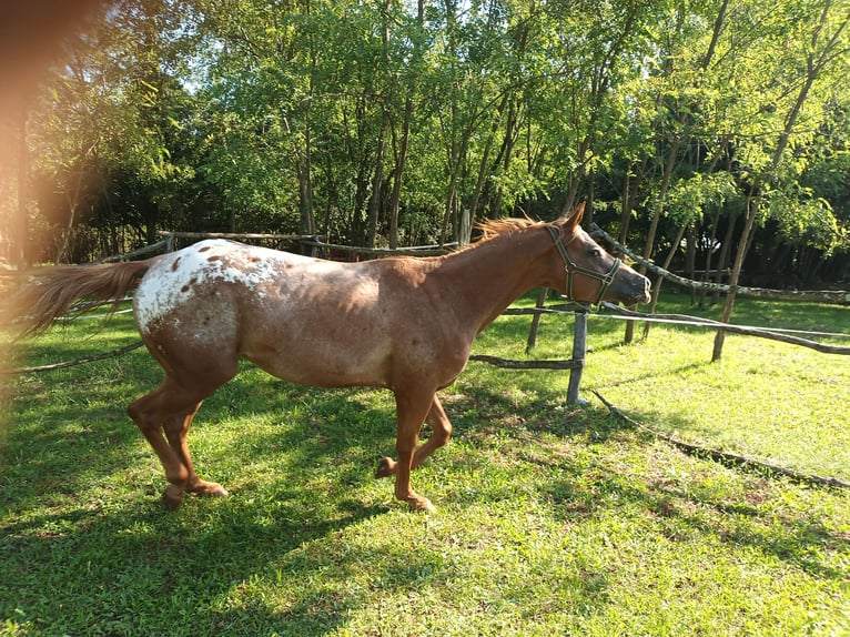 Appaloosa Merrie 4 Jaar 153 cm Donkere-vos in Komen