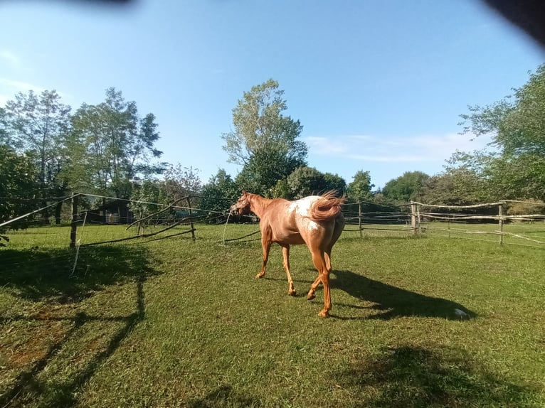 Appaloosa Merrie 4 Jaar 153 cm Donkere-vos in Komen