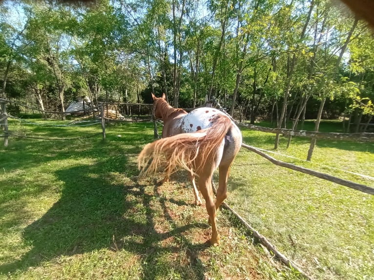 Appaloosa Merrie 4 Jaar 153 cm Donkere-vos in Komen