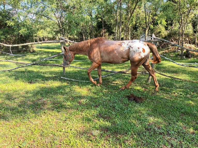 Appaloosa Merrie 4 Jaar 153 cm Donkere-vos in Komen