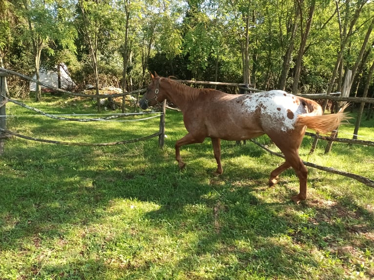 Appaloosa Merrie 4 Jaar 153 cm Donkere-vos in Komen