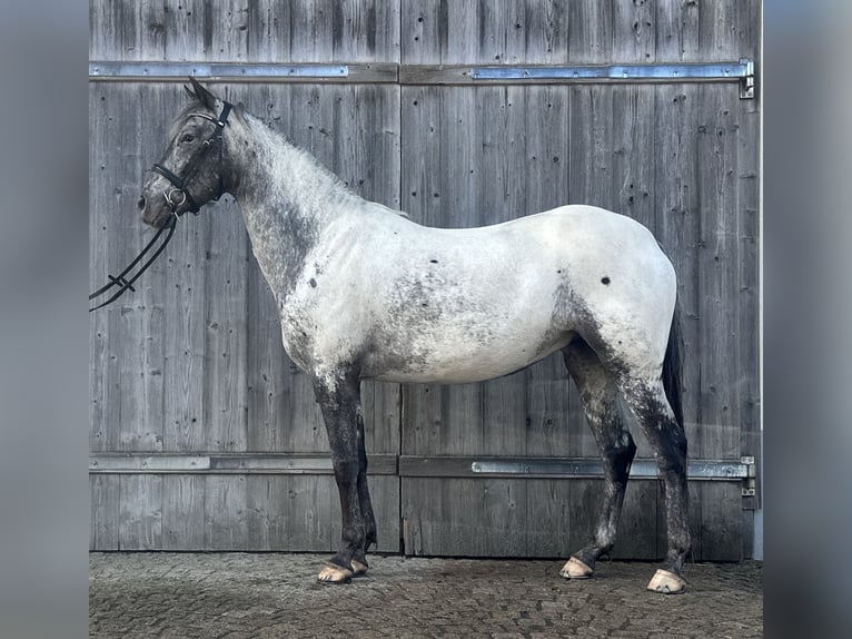 Appaloosa Merrie 4 Jaar 154 cm Appaloosa in Hinteregg