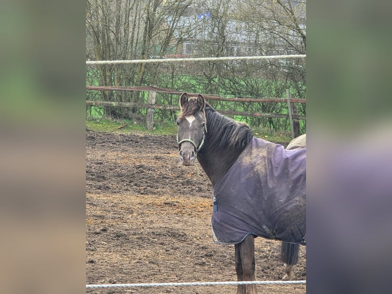 Appaloosa Mix Merrie 4 Jaar 154 cm Donkere-vos in Trittau