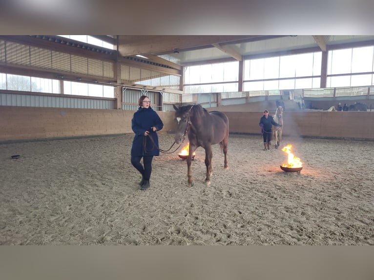 Appaloosa Mix Merrie 4 Jaar 154 cm Donkere-vos in Trittau