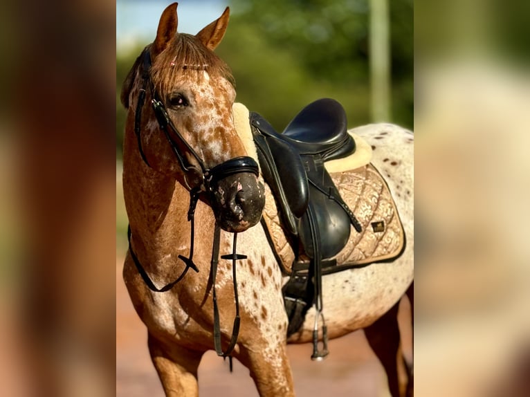 Appaloosa Merrie 4 Jaar 155 cm Appaloosa in Bexbach