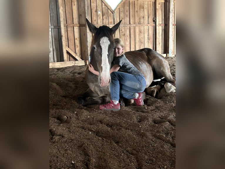 Appaloosa Mix Merrie 4 Jaar 155 cm Appelschimmel in Soltau