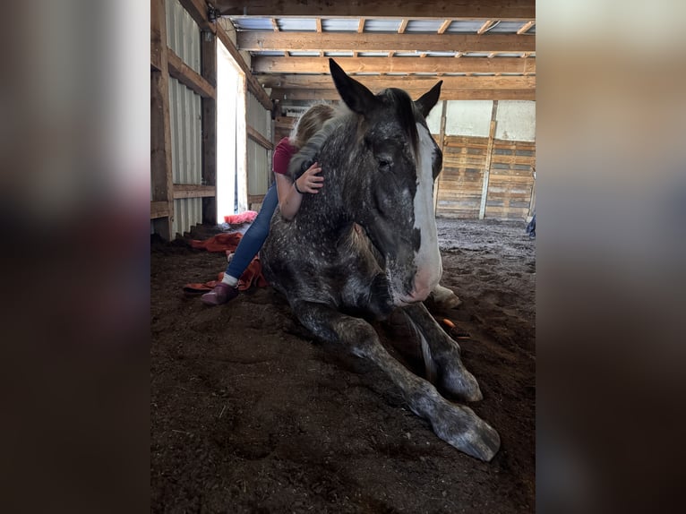 Appaloosa Mix Merrie 4 Jaar 155 cm Appelschimmel in Soltau