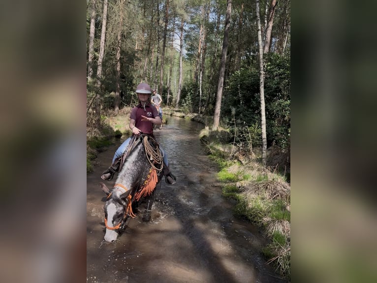 Appaloosa Mix Merrie 4 Jaar 155 cm Appelschimmel in Soltau